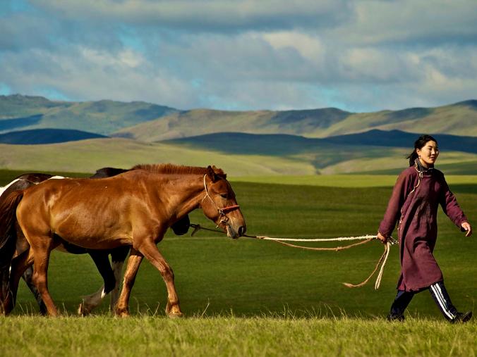mongol horse