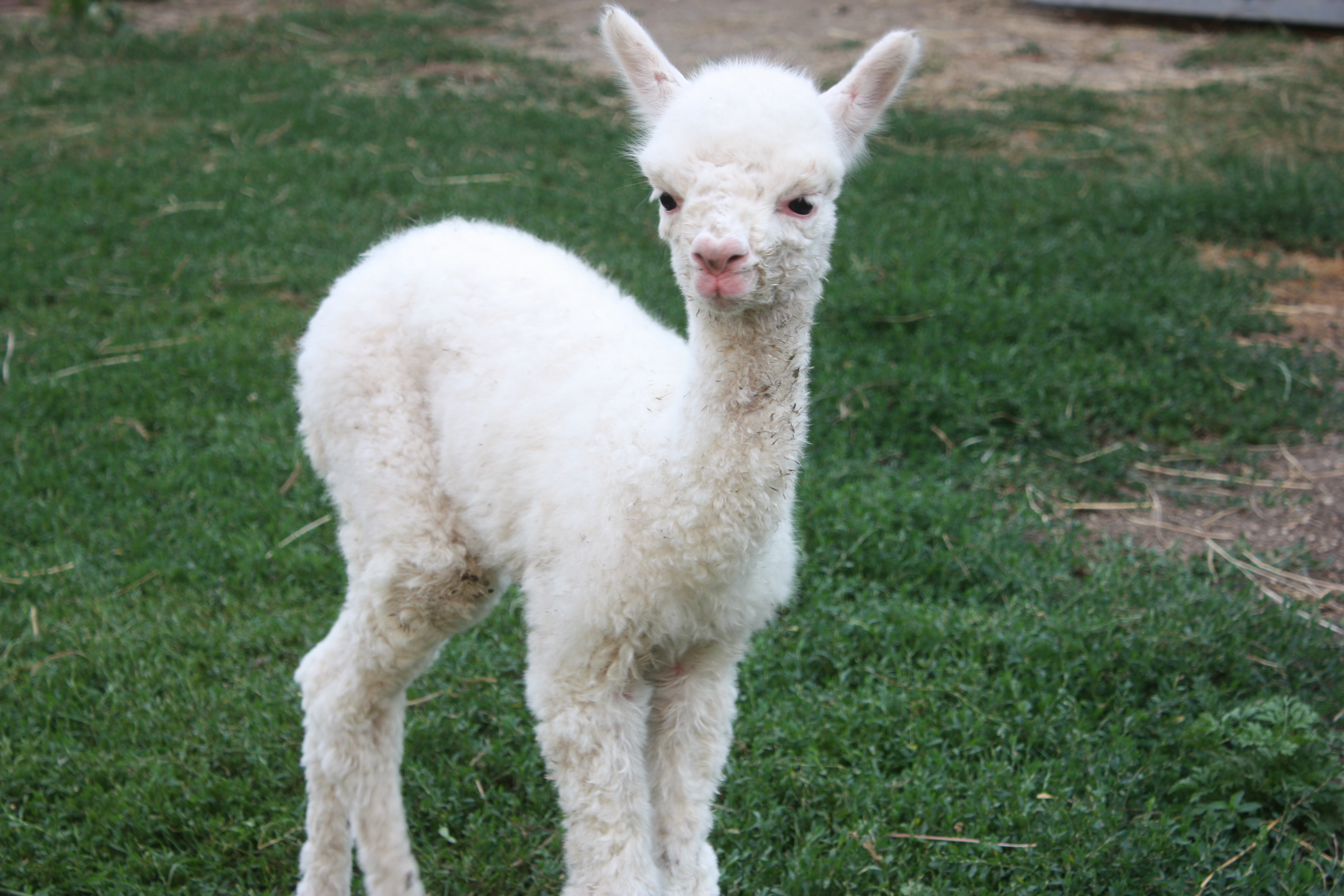 baby alpaca Review both the DBQ and LEQ Rubrics